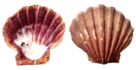 Purple clam shell isolated on white background. Front and back view of giant violet scallop.