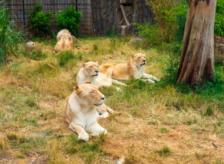 Three lioness resting on a warm day with a male lion in the background