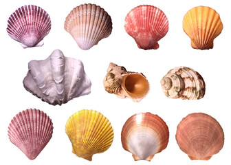 Collection of 11 colorful seashells, isolated on white background.