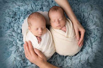 Tiny newborn twin boys in white cocoons on a blue background. Parents, mother and father, hold the...