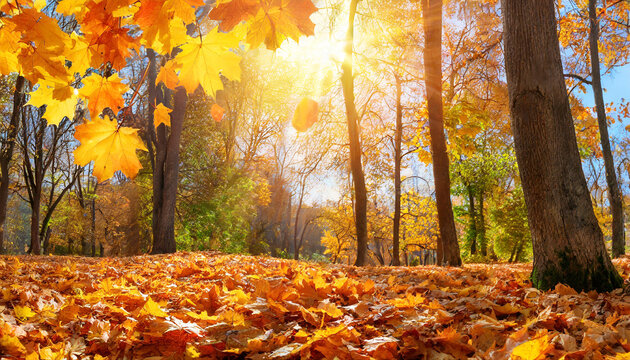 sunny autumn day with beautiful orange fall foliage in the park ground covered in dry fallen leaves lit by bright sunlight autumn landscape with maple trees and sun natural background