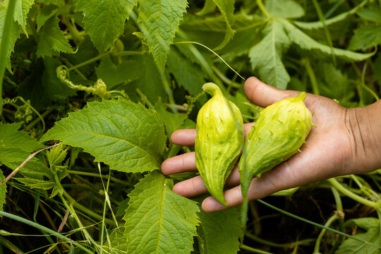 Pedatos de Cyclanthera - Vegetales org&aacute;nicos comestibles de Caigua