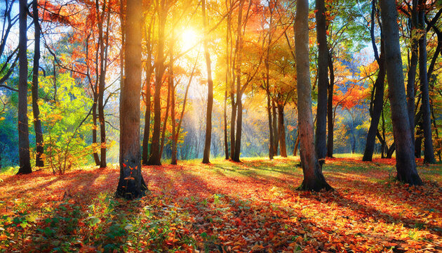 colorful forest in sunlight autumn landscape with trees and sun beautiful foliage in the park falling leaves natural background