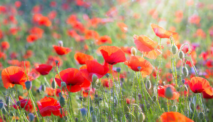 field of red poppy flowers natural background