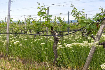 Bewässerung von Weinstöcken im Bioweinbau