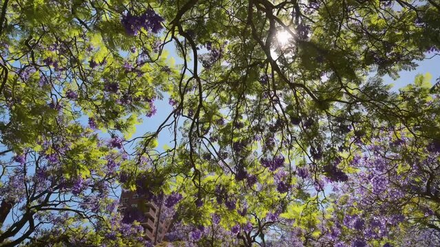 Spring in Sydney sunny day with jacaranda