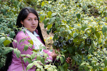 Mujer sosteniendo en su mano ají de rocoto en pleno cosecha en los Andes peruanos. Delicioso fruto...