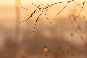 Dew drops on thin branches without leaves close-up, soft selective focus. Water drops condense on plants in the morning