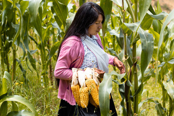 Mujer andina latinoamericana haciendo hilados de lana de oveja sosteniendo maíz en la mano en el...
