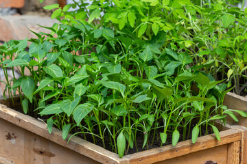 Pepper seedlings on the windowsill. Selective focus. nature
