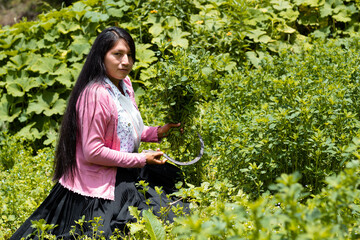 Mujer andina latinoamericana cortando con hoz alfalfa en un campo en los Andes...