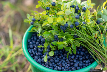 Ripe blueberries in a plastic bucket outdoors, close up. Collecting blue wild berries in the...