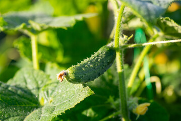 Close-up of cucumber growing in the garden, warm morning sunlight illuminating it. Growing cucumbers at home, fresh green cucumber on the bush