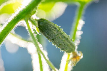 Close-up of cucumber in morning dew on farm. Growing cucumbers concept, small fresh cucumber on bush