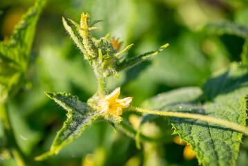 Close-up of cucumber flowers in dew. Morning on cucumber farm, growing cucumbers