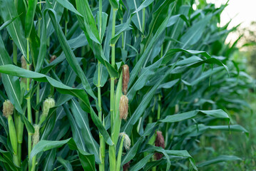 Corn growing on farm. Early morning on agricultural field, big ripe corn cobs on plants