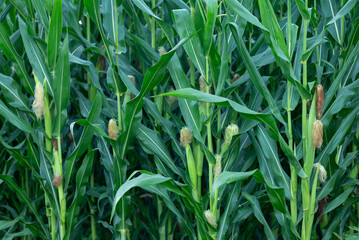 Agricultural field of corn, early morning. Corn plants in dew, corn farm