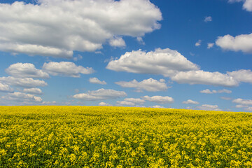 Obraz premium The rapeseed field blooms with bright yellow flowers on blue sky in Ukraine. Closeup