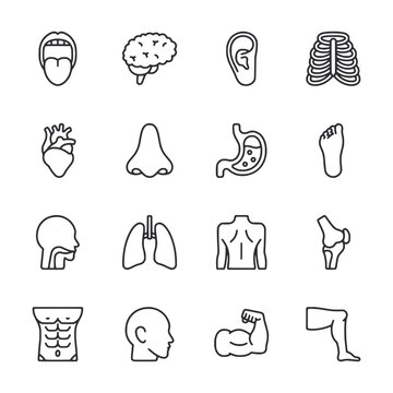 set of icons human body