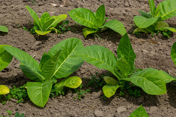Tobacco leaves at plantation, close up. Field of tobacco