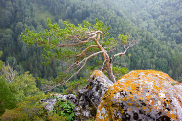 Lonely growing tree in the rocks overlooking the mountains