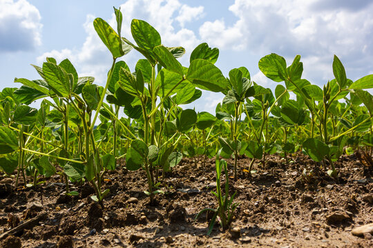 Young green soybean leaves in the field