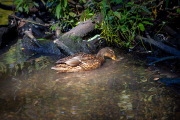 Cute ducks on the duck pond