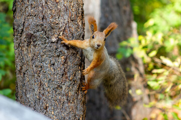 The squirrel looks at the photographer with questions