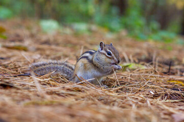 A beautiful chipmunk gnaws sunflower seeds