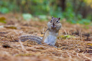 A beautiful chipmunk gnaws sunflower seeds