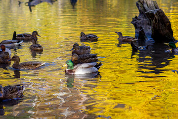 Cute ducks on the duck pond