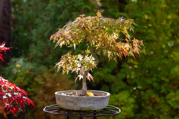Bonsai tree in the garden