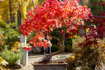 Bonsai tree in the garden