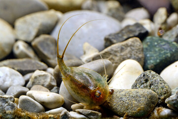 Kiemenfußkrebs, Urzeitkrebs //European tadpole shrimp (Triops cancriformis) - Germany