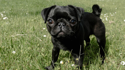 black pug puppy in the daisy field