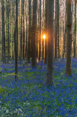The rising sun illumingating a flowerbed of bluebells in the Hallerbos, on an early spring morning.