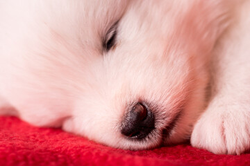 White fluffy small Samoyed puppy dog is sleeping on red background