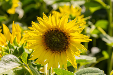 the beautiful sunflowers field close up in the sunshine