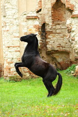 Beautiful black horse in the ruins of a castle