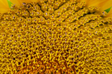 Core of of the flower, texture. Sunflower close-up. Seeds and oil. Flat lay, top view.