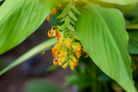 Yellow flower of Dancing Ladies Ginger or Globba winitii bloom with sunlight in the garden.
