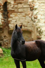 Beautiful black horse in the ruins of a castle