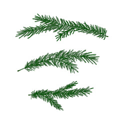 Christmas tree branch clip art, hand drawn illustration. Vector plant greenery elements, isolate on white background