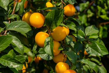 Ripe plums on green branches in the garden. A few fresh juicy round red plum berries with leaves on a tree branch under the soft sunlight. Ripe plums on green branches in the garden