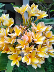 Obraz premium frangipani plumeria flower