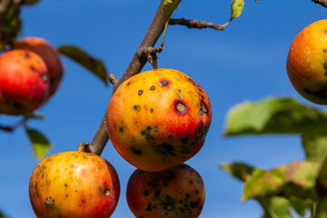 A Stack Of apple scab Diseases and Symptoms with Apple trees
