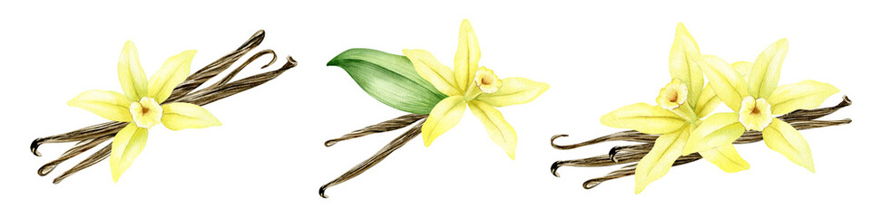 Set of vanilla flowers, sticks, pods and leaves. Watercolor illustrations. Ingredients for cookery and sweet baking. Organic healthy food. Isolated. For packaging design, menu, advertising
