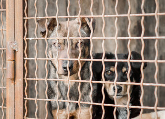 mongrel dog in a cage close up