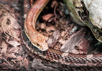dangerous snake hunting in the forest
