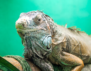 big iguana on a green background close up